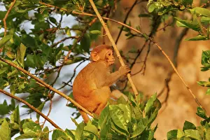 Singe: Rhesus macaque