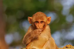 Singe: Rhesus macaque
