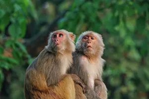 Singe: Rhesus macaque