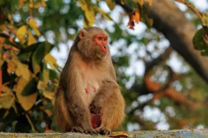 Singe: Rhesus macaque