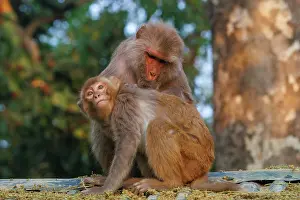 Singe: Rhesus macaque