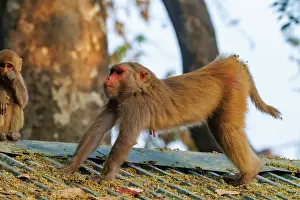 Stretching: Rhesus macaque