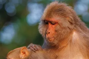 Singe: Rhesus macaque
