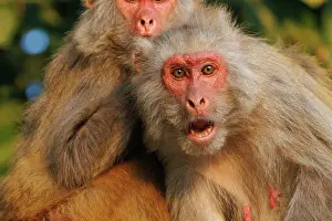 Singe: Rhesus macaque