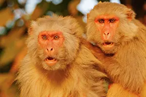 Singe: Rhesus macaque