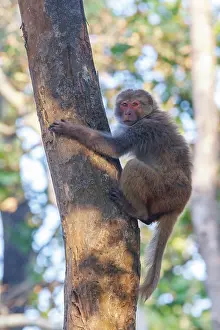 Singe: Rhesus macaque