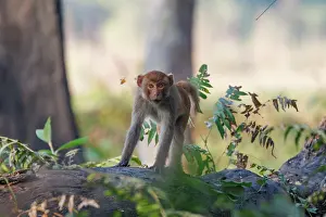 Singe: Rhesus macaque