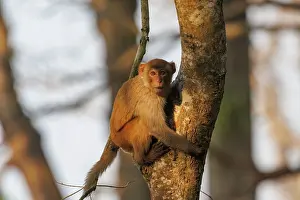 Singe: Rhesus macaque