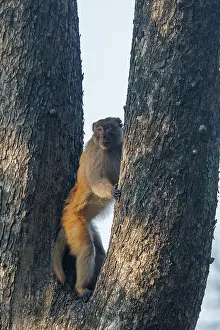 Singe: Rhesus macaque