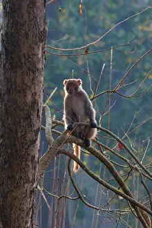 Singe: Rhesus macaque