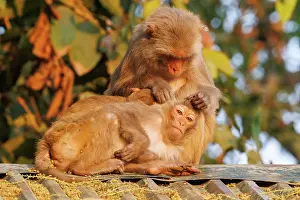 Singe: Rhesus macaque