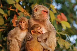 Singe: Rhesus macaque