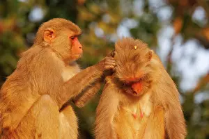 Singe: Rhesus macaque