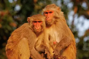 Singe: Rhesus macaque