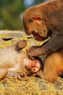 Singe: Rhesus macaque