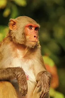 Dominant: Rhesus macaque