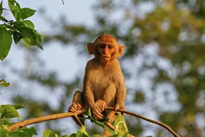 Singe: Rhesus macaque
