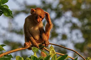 Singe: Rhesus macaque