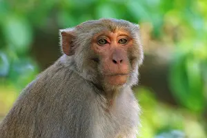 Dominant: Rhesus macaque