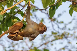 Singe: Rhesus macaque