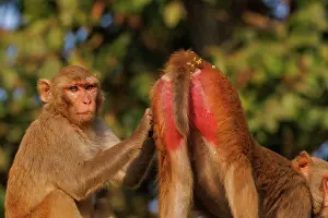 Singe: Rhesus macaque