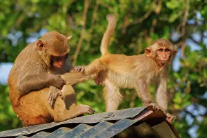 Singe: Rhesus macaque