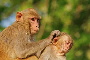 Singe: Rhesus macaque