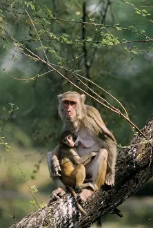 Rhesus: Rhesus Macaque - with baby, suckling