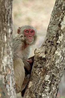 Rhesus: Rhesus Macaque - female nursing its infant Bandhavgargh