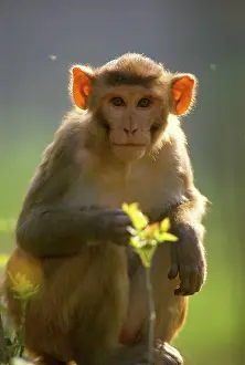 Anthropomorphic: RHESUS MACAQUE MONKEY