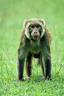 Rhesus: Rhesus Macaque Monkey