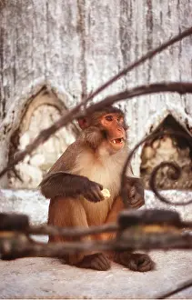 Rhesus: RHESUS MACAQUE MONKEY