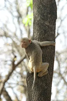 Rhesus: Rhesus Macaque Monkey - adult climbing tree