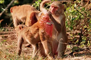 Rhesus: Rhesus Macaque MONKEY- Cleaning mate