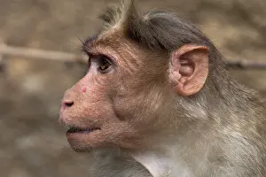 Anthropomorphic: Rhesus MACAQUE MONKEY - Close-up of head