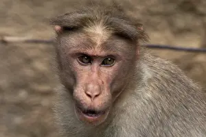 Anthropomorphic: Rhesus MACAQUE MONKEY - Close-up of head