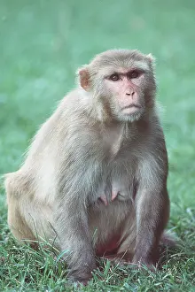 Macaques: RHESUS MACAQUE MONKEY - female
