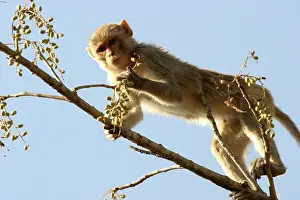 Rhesus: Rhesus Macaque Monkey - female climbing in tree