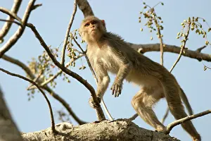 Rhesus: Rhesus Macaque Monkey - female climbing in tree