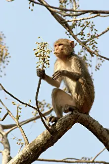Rhesus: Rhesus Macaque Monkey - female sitting in tree, eating fruit