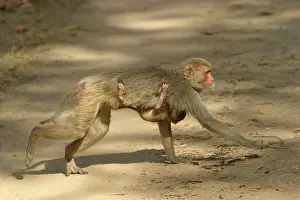 Rhesus: Rhesus Macaque Monkey - female walking, carrying