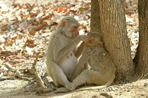 Rhesus: Rhesus Macaque Monkey - grooming fur