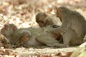 Rhesus: Rhesus Macaque Monkey - group grooming fur