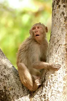 Rhesus: Rhesus Macaque Monkey - male sitting in tree