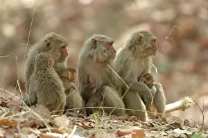 Rhesus: Rhesus Macaque Monkey - nursing female group, suckling