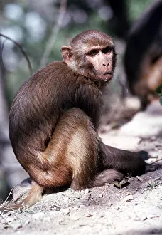Ardea London: RHESUS MACAQUE MONKEY - sitting on ground