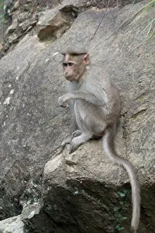 Rhesus: Rhesus MACAQUE MONKEY - sitting on rock