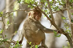 Rhesus: Rhesus Macaque Monkey - sitting in tree