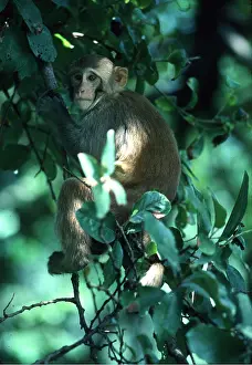 Macaques: RHESUS MACAQUE MONKEY - in tree