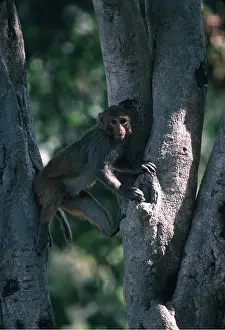 Macaques: RHESUS MACAQUE MONKEY - in tree
